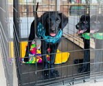 Small #1 Labrador Retriever Mix