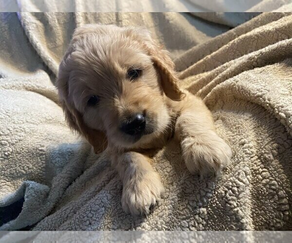 Medium Photo #5 Goldendoodle Puppy For Sale in PARKER CITY, IN, USA
