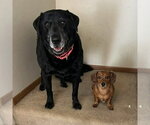 Small Labrador Retriever