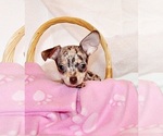 Puppy Hazel Chihuahua