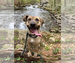 Plott Hound-Unknown Mix Dogs for adoption in Rockaway, NJ, USA