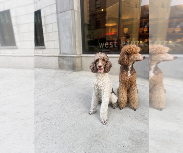 Medium Photo #1 Double Doodle Puppy For Sale in OKLAHOMA CITY, OK, USA