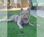 Small #2 French Bulldog