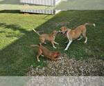 Small #17 Boxer Mix