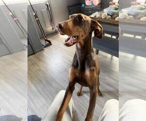 Doberman Pinscher Puppy for Sale in SPRING, Texas USA