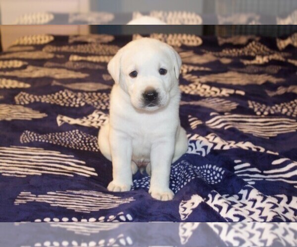 Medium Photo #3 Labrador Retriever Puppy For Sale in HAMPSTEAD, NC, USA