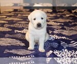 Small #2 Labrador Retriever