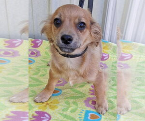 ShiChi Dogs for adoption in Mountain View, MO, USA