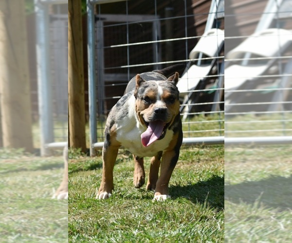 Medium Photo #6 American Bully Puppy For Sale in CLEVELAND, GA, USA