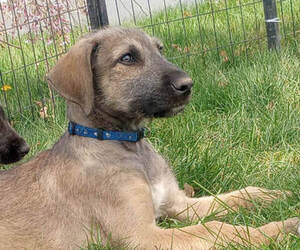 Irish Wolfhound Puppy for sale in CO SPGS, CO, USA