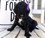 Small Photo #1 Labradoodle Puppy For Sale in SAFFORD, AZ, USA