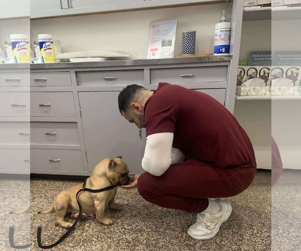 Medium Photo #3 French Bulldog-Unknown Mix Puppy For Sale in Victorville, CA, USA
