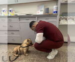 Small #2 French Bulldog Mix