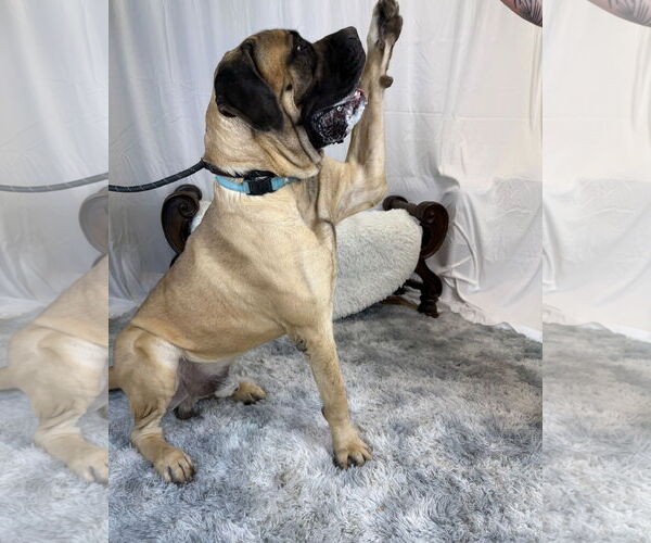 Medium Photo #1 Mutt Puppy For Sale in Goodyear, AZ, USA