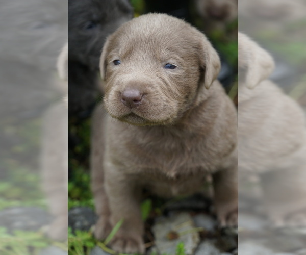 Medium Photo #12 Labrador Retriever Puppy For Sale in GREENEVILLE, TN, USA