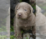 Small Photo #12 Labrador Retriever Puppy For Sale in GREENEVILLE, TN, USA