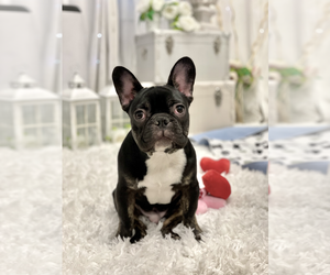 French Bulldog Litter for sale in COAL CREEK, WA, USA