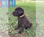 Small Photo #6 Labrador Retriever Puppy For Sale in ASHVILLE, AL, USA
