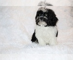Small #18 ShihPoo