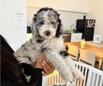 Small #2 Sheepadoodle