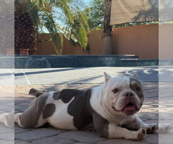 Medium Photo #2 Bulldog-Unknown Mix Puppy For Sale in Las Vegas, NV, USA