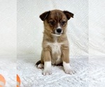 Small #1 Miniature Australian Shepherd-Pomsky Mix