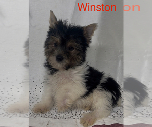 Yorkshire Terrier Puppy for sale in AZLE, TX, USA