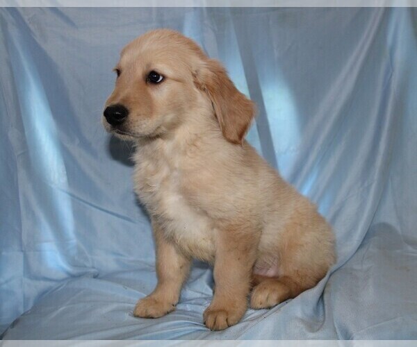 Medium Photo #10 Golden Retriever Puppy For Sale in BLOOMINGTON, IN, USA