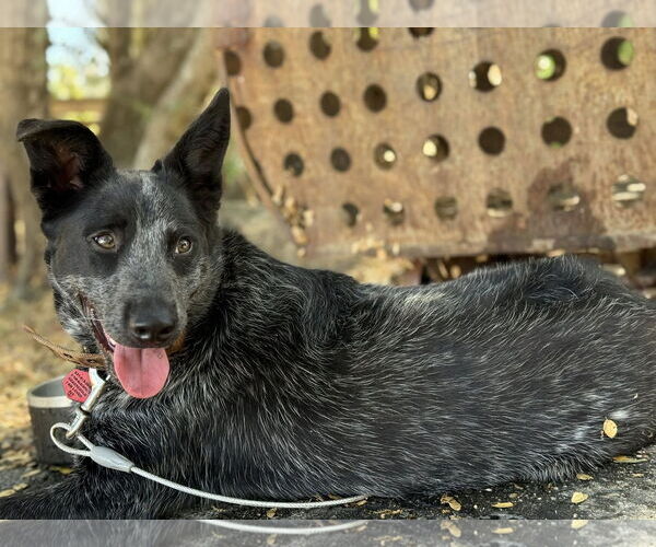 Medium Photo #1 Mutt Puppy For Sale in Paso Robles, CA, USA