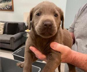 Bulldog Puppy for sale in RIVERVIEW, FL, USA