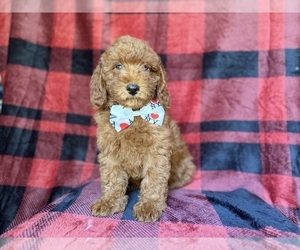 Poodle (Miniature) Puppy for sale in LAKELAND, FL, USA