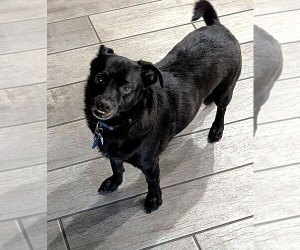 Medium Photo #3 Chug Puppy For Sale in Phoenix, AZ, USA