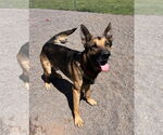 Small #6 German Shepherd Dog Mix