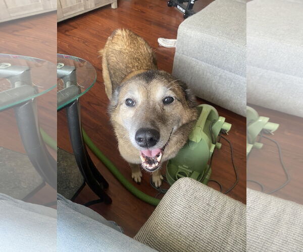 Medium Photo #1 Shiba Inu-Unknown Mix Puppy For Sale in COLUMBIA, MD, USA