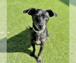 Small #1 Dachshund