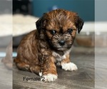 Puppy Puppy 3 Mal-Shi