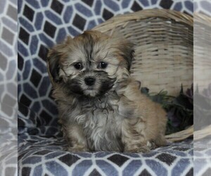 Mal-Shi Puppy for sale in NARVON, PA, USA