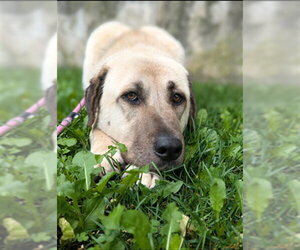Anatolian Shepherd-Unknown Mix Dogs for adoption in Vaughan, Ontario, Canada