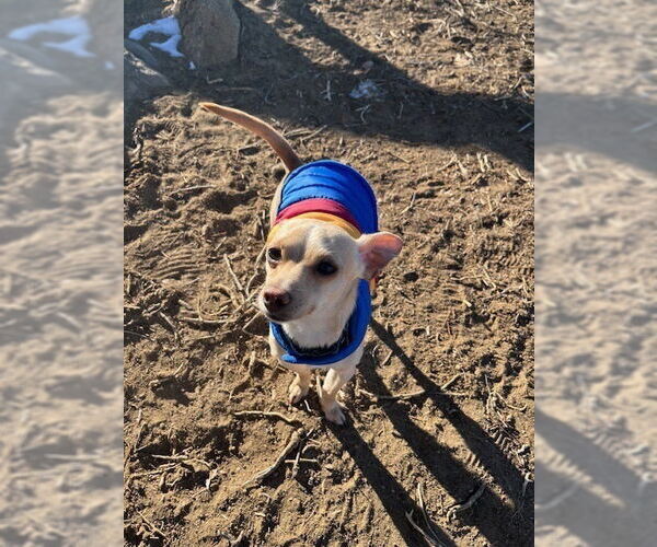 Medium Photo #7 Chihuahua Puppy For Sale in Lakewood, CO, USA