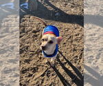 Small Photo #7 Chihuahua Puppy For Sale in Lakewood, CO, USA