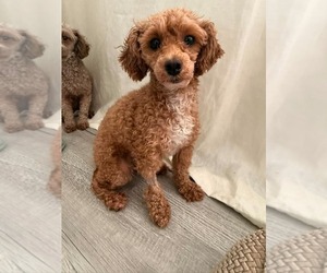Flame - Female Poodle (Miniature) Dog for Adoption - Photo #2