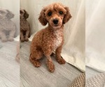 Small Photo #2 Poodle (Miniature) Puppy For Sale in Holly Springs, NC, USA