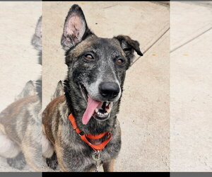 Millie - NJ - Female Mutt Dog for Adoption - Photo #4