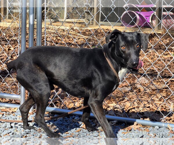 Medium Photo #4 Labrador Retriever-Unknown Mix Puppy For Sale in Albemarle, NC, USA