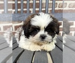 Small #3 Shih Tzu