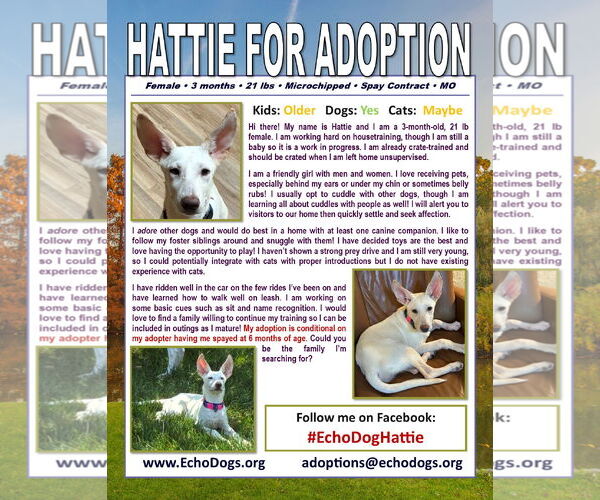 Medium Photo #4 - Mix Puppy For Sale in Hoffman Estates, IL, USA