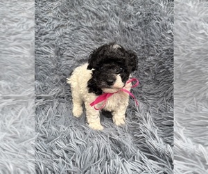 Poodle (Toy) Puppy for sale in JEFFERSONVILLE, IN, USA