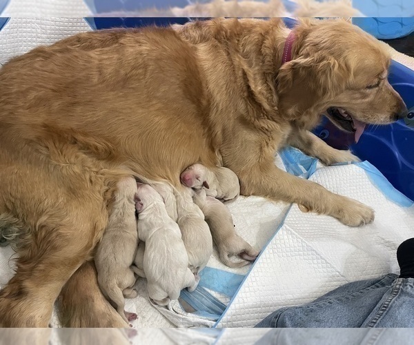 Medium Photo #7 Golden Retriever Puppy For Sale in MCKINNEY, TX, USA
