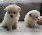 Small Pom-A-Poo