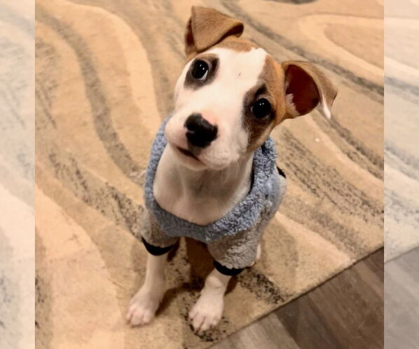 Medium Photo #3 Feist Terrier-Jack Russell Terrier Mix Puppy For Sale in Batavia, OH, USA